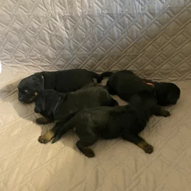 Rottweiler - Bitches