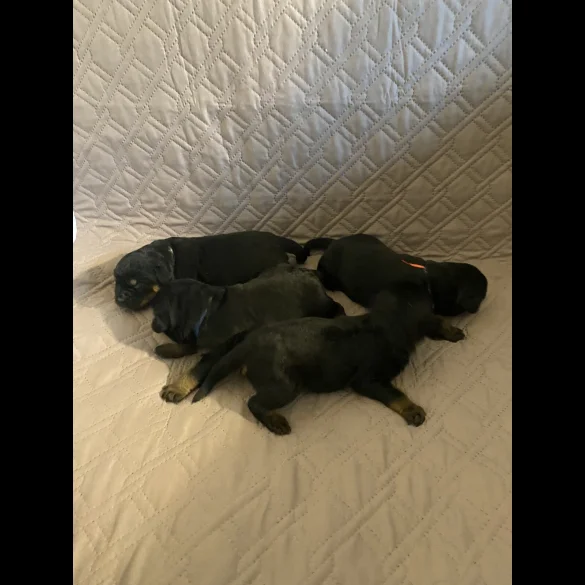 Rottweiler - Bitches