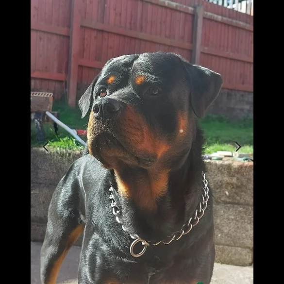 Rottweiler - Bitches