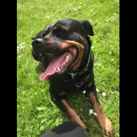 Rottweiler - Bitches