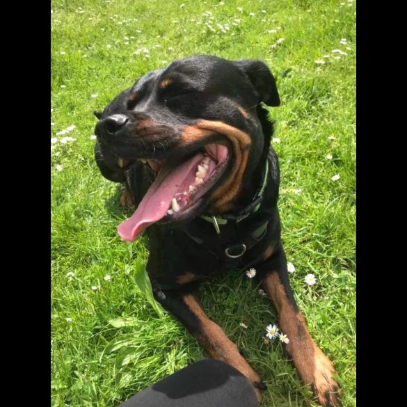 Rottweiler - Bitches