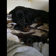 Rottweiler - Bitches