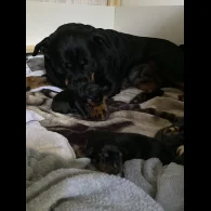 Rottweiler - Bitches