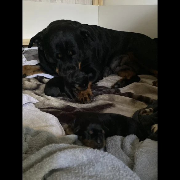 Rottweiler - Bitches