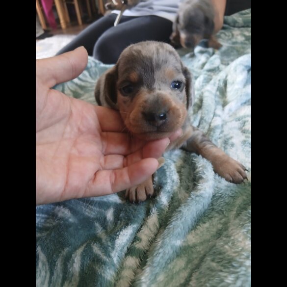 Dachshund (Standard &amp; Miniature) - Both