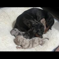 Dachshund (Standard &amp; Miniature) - Both