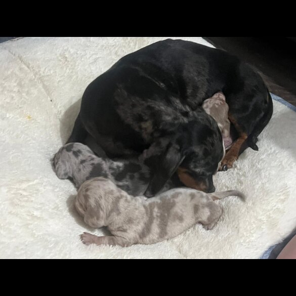 Dachshund (Standard &amp; Miniature) - Both