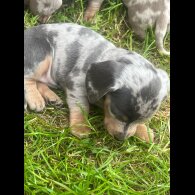 Dachshund (Standard &amp; Miniature) - Both