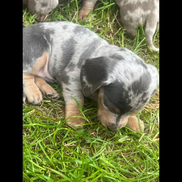 Dachshund (Standard &amp; Miniature) - Both