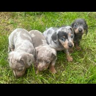 Dachshund (Standard &amp; Miniature) - Both