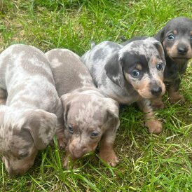 Dachshund (Standard &amp; Miniature) - Both