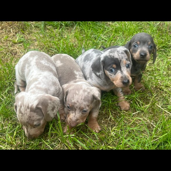 Dachshund (Standard &amp; Miniature) - Both
