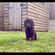 Cockapoo - Both