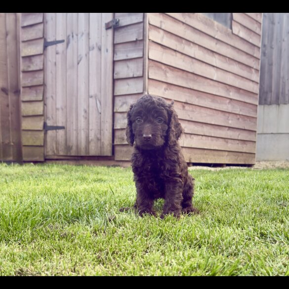Cockapoo - Both