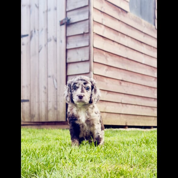 Cockapoo - Both