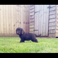 Cockapoo - Both