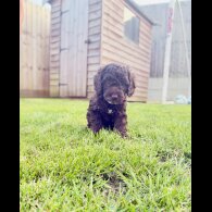 Cockapoo - Both