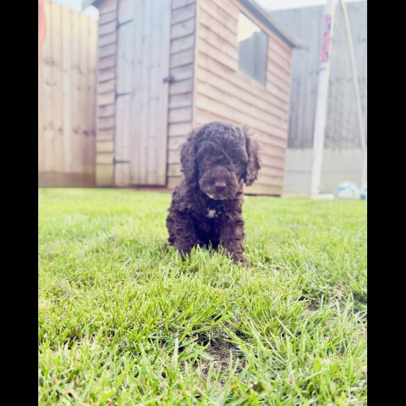 Cockapoo - Both