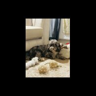 Cockapoo - Both