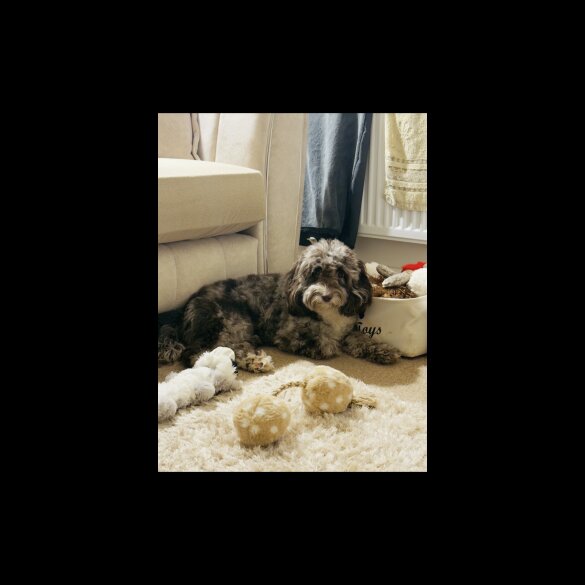 Cockapoo - Both
