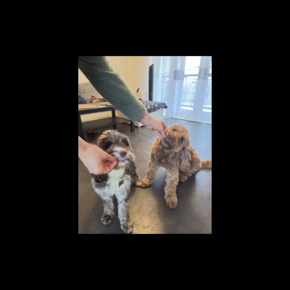 Cockapoo - Both