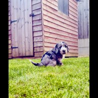 Cockapoo - Both