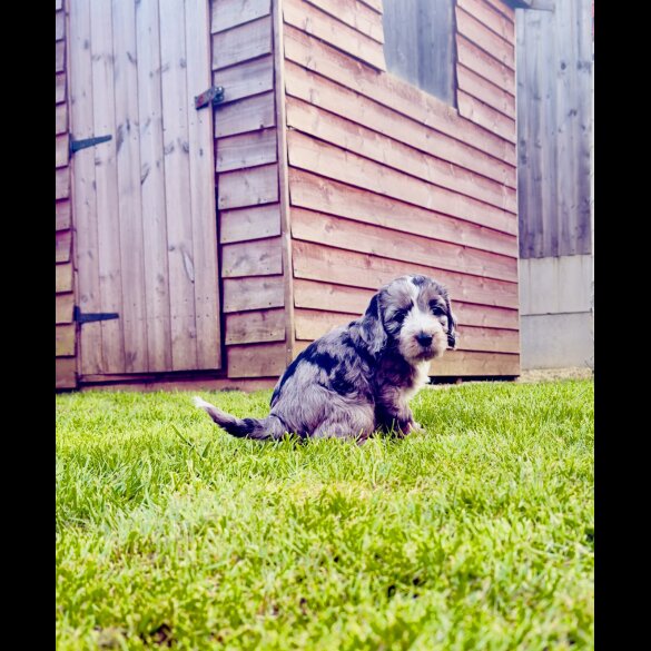 Cockapoo - Both