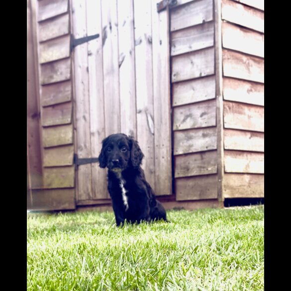 Cockapoo - Both