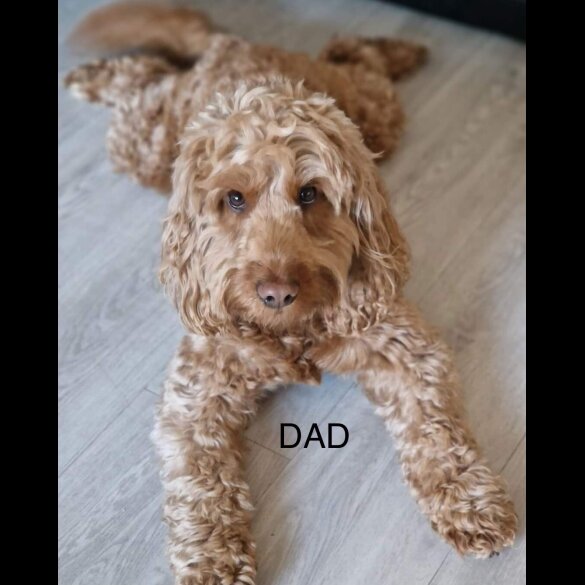 Cockapoo - Both