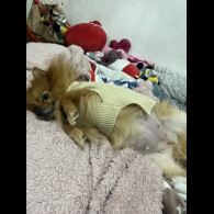 Pomeranian - Both