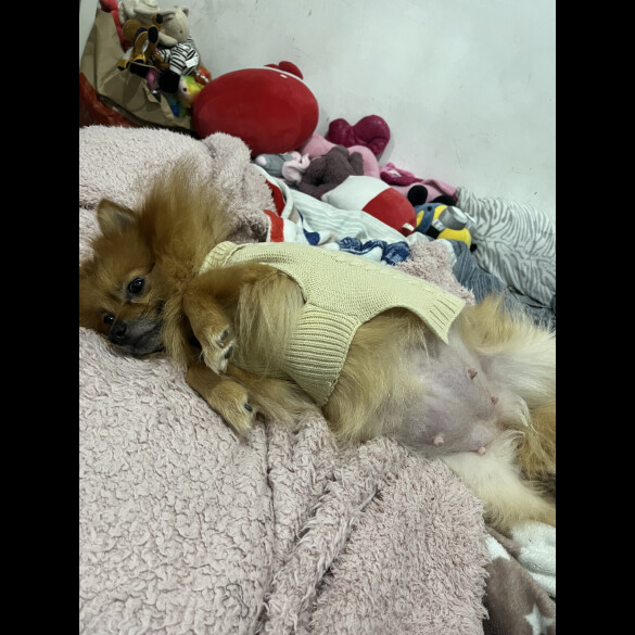 Pomeranian - Both