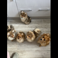 Pomeranian - Both