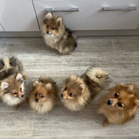 Pomeranian - Both