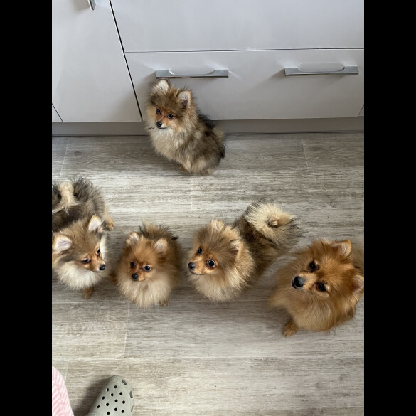 Pomeranian - Both