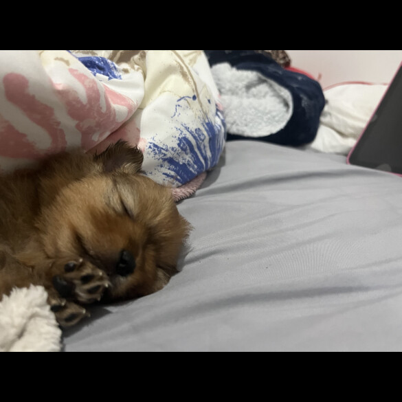 Pomeranian - Both