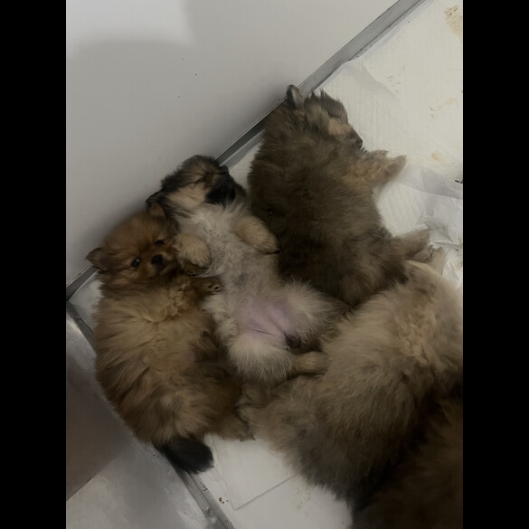 Pomeranian - Both