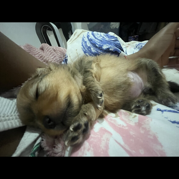Pomeranian - Both