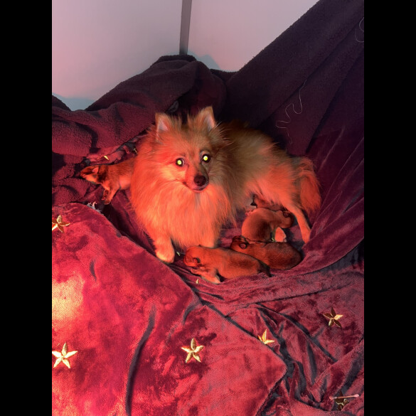 Pomeranian - Both