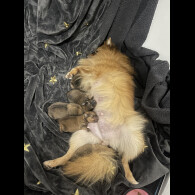 Pomeranian - Both
