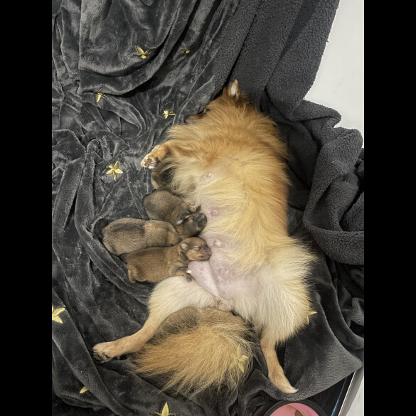 Pomeranian - Both