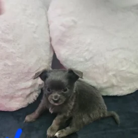 Chihuahua - Both