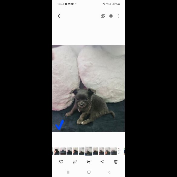 Chihuahua - Both