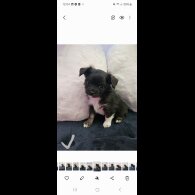 Chihuahua - Both