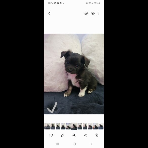 Chihuahua - Both