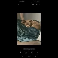 Chihuahua - Both
