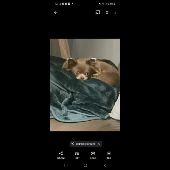 Chihuahua - Both