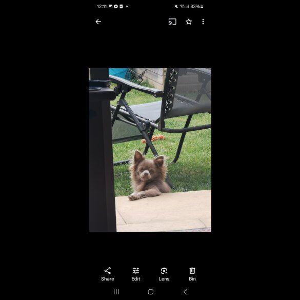 Chihuahua - Both