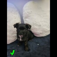 Chihuahua - Both