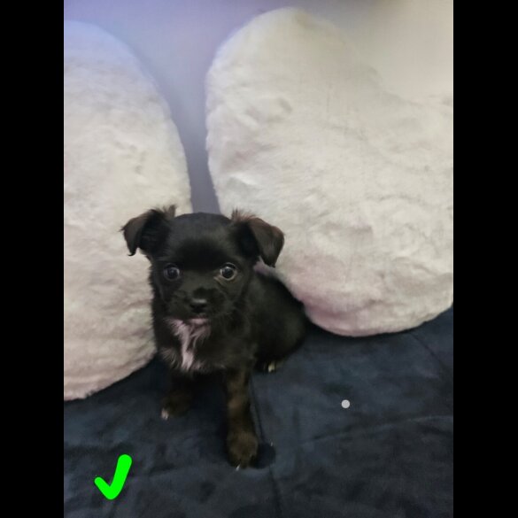 Chihuahua - Both