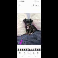 Chihuahua - Both